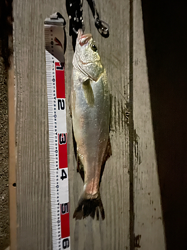 シーバスの釣果