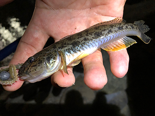 マハゼの釣果