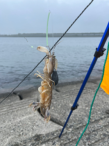 シャコの釣果