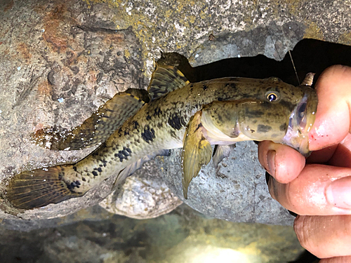 ウロハゼの釣果