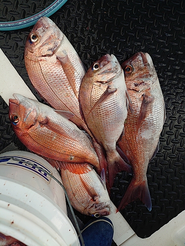 マダイの釣果