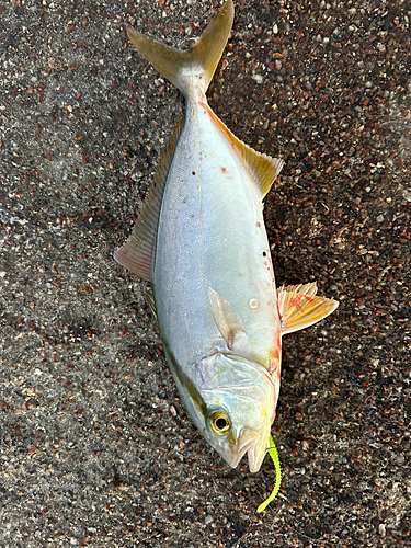 ショゴの釣果