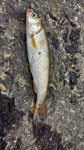 カワムツの釣果