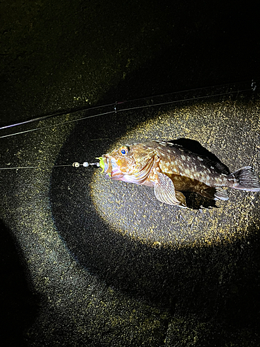 ムラソイの釣果