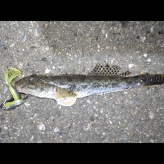 マハゼの釣果