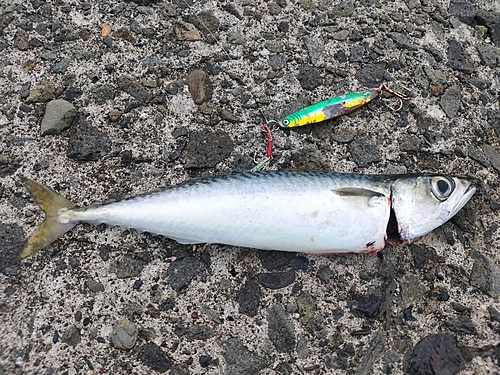 マサバの釣果