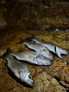 セイゴ（ヒラスズキ）の釣果