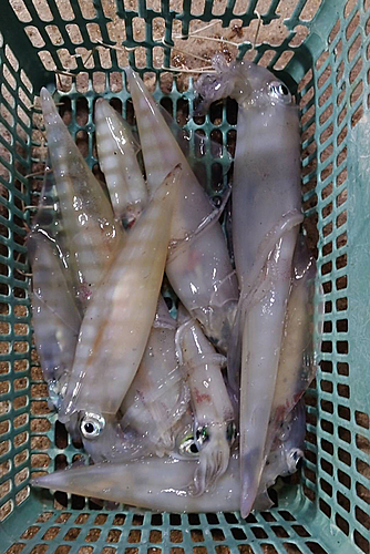 イカの釣果