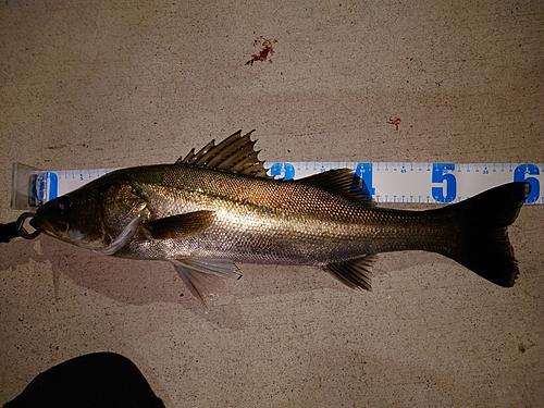 シーバスの釣果