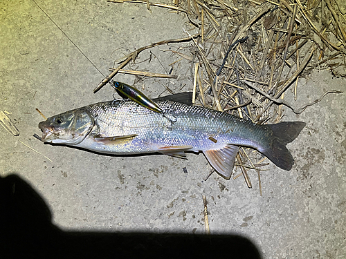 ウグイの釣果