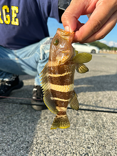 アオハタの釣果