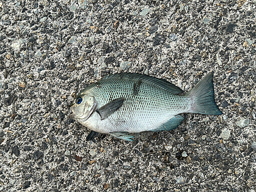 グレの釣果