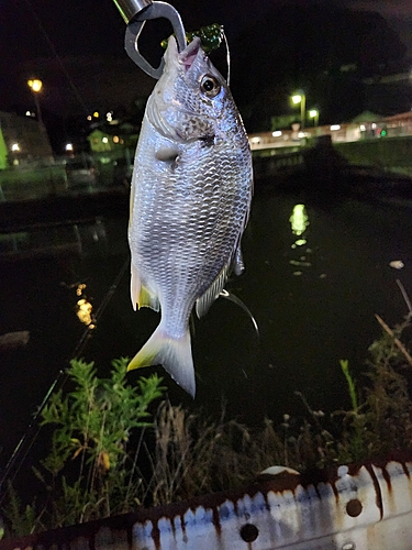 キビレの釣果