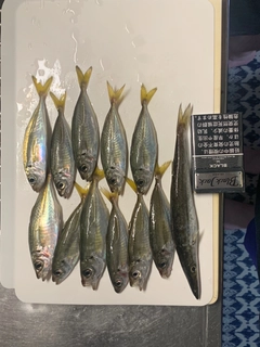 アジの釣果