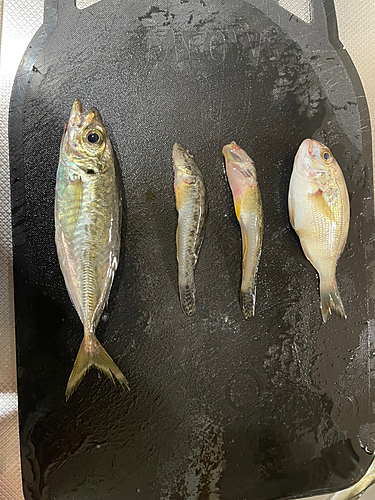 チャリコの釣果