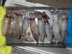 ケンサキイカの釣果