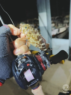 アラカブの釣果