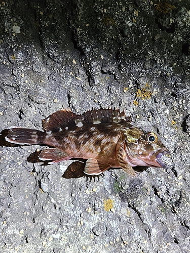 カサゴの釣果