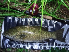 スモールマウスバスの釣果