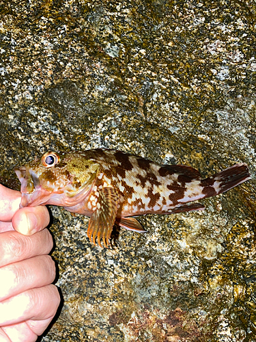 カサゴの釣果