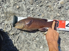 コブダイの釣果