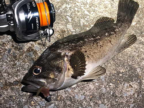 クロソイの釣果