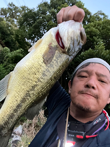 ラージマウスバスの釣果