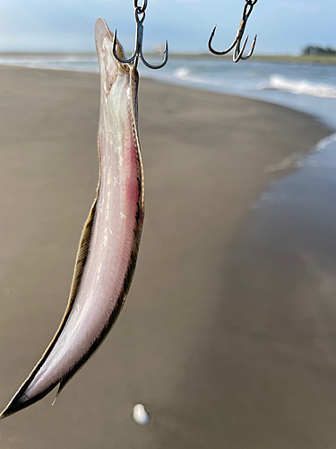 シタビラメの釣果