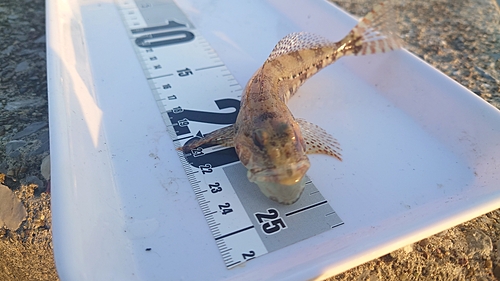 アサヒアナハゼの釣果