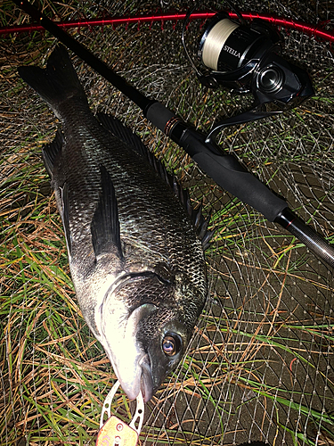 クロダイの釣果