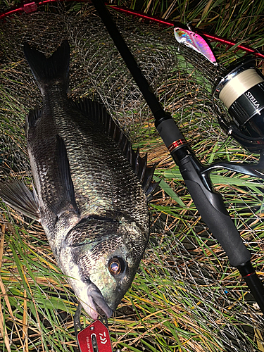 クロダイの釣果