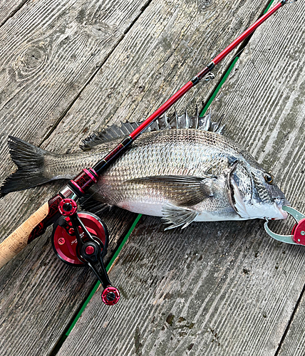 クロダイの釣果