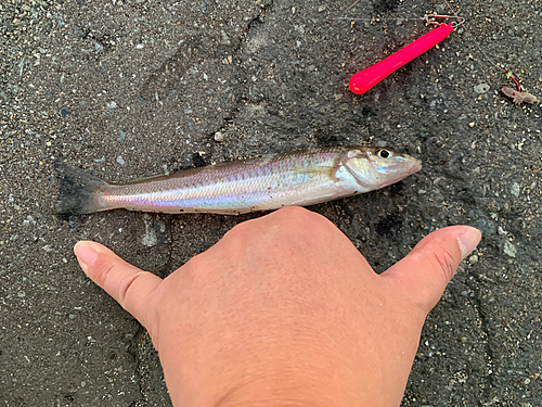 キスの釣果