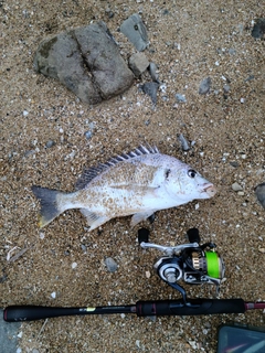 キビレの釣果