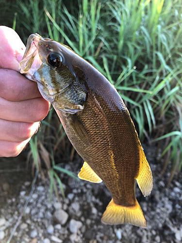 スモールマウスバスの釣果