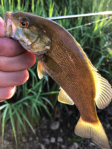 スモールマウスバスの釣果