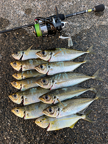 アジの釣果