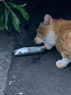 サバの釣果