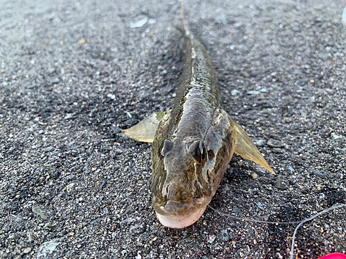 ハゼの釣果