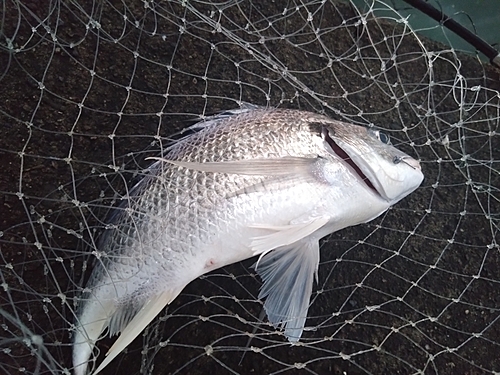 キビレの釣果