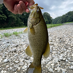 スモールマウスバス