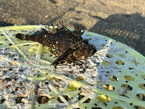 オニオコゼの釣果