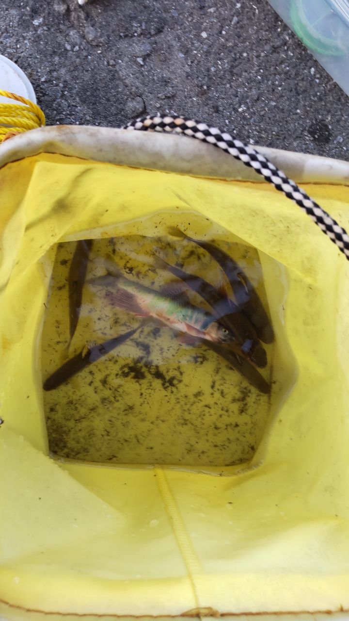 カワムツ