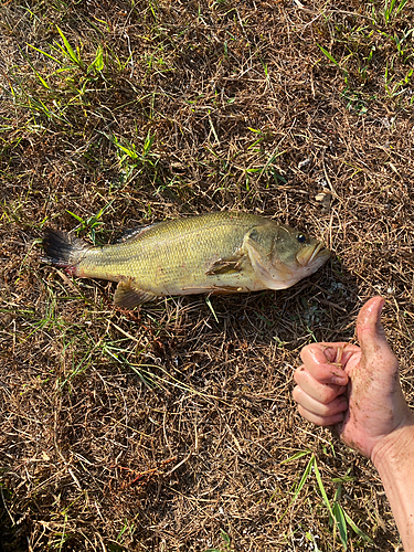 ラージマウスバスの釣果