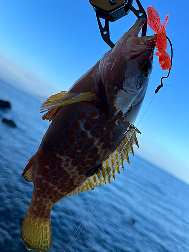 キジハタの釣果