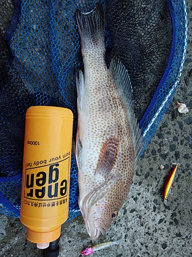 オオモンハタの釣果