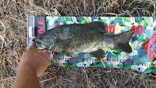 スモールマウスバスの釣果