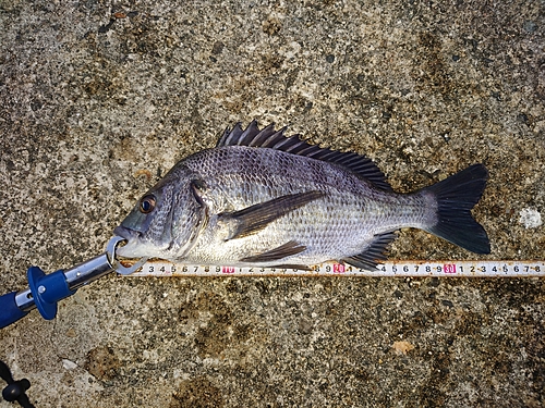 クロダイの釣果