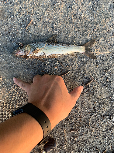 ニゴイの釣果