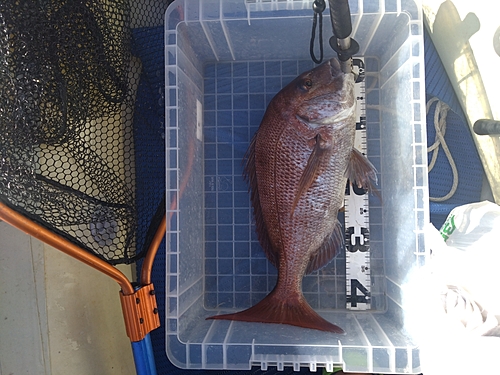 マダイの釣果